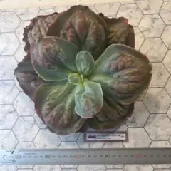 雪うさぎ様専用　韓国苗パープルスプリングドリーム