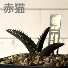 2025年最新】ゴリ猫の人気アイテム - メルカリ