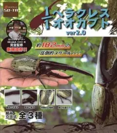 ヘラクレスオオカブト メス 標本 ヘラクレス③ - メルカリ