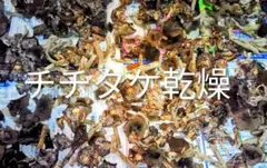 2025年最新】チチタケの人気アイテム - メルカリ
