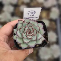Top【選抜株】多肉植物 362263モンロー チャーム 63個 鉢無し/脱土 