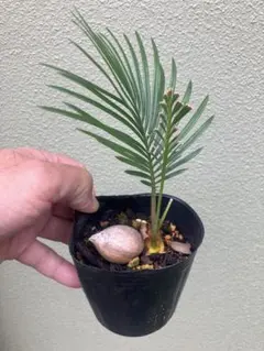 【観葉植物】ソテツ　実生苗　ポット苗発送のサムネイル