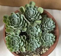 多肉植物✩.*˚七福神 抜き苗 現物 多肉植物 七福神錦 特大 抜き苗 | るる農園~多肉植物専門