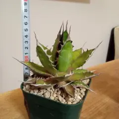 CB様 リクエスト 2点 まとめ商品