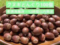【12時間以内発送】クヌギどんぐり 100個