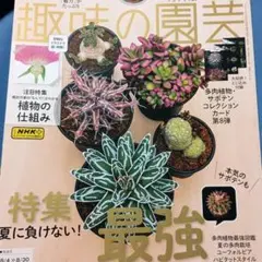 多肉植物