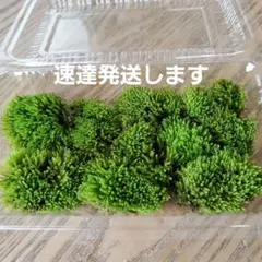 カマサワゴケSのサムネイル