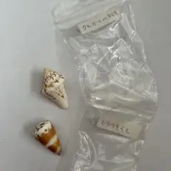 貝殻