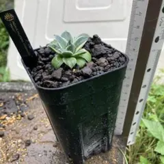 2025年最新】アガベピンキーの人気アイテム - メルカリ