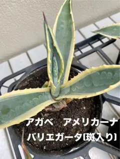 トコちゃんさん専用❣️子株2つ❣️特大美株❣️アガベ アメリカーナ 華厳 トコちゃんさん専用❣️子株2つ❣️特大美株❣️アガベ