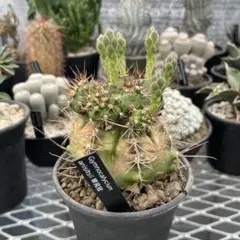 2025年最新】翠晃冠錦の人気アイテム - メルカリ