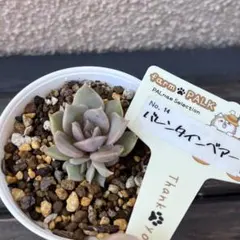 2026年最新】ファームパルクさん苗の人気アイテム - メルカリ