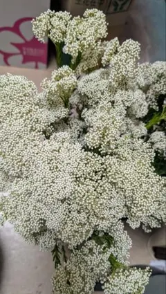 はりちゃん様 リクエスト 2点 まとめ商品