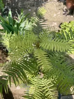 2025年最新】ウォレマイパインの人気アイテム - メルカリ