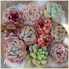 多肉植物 セットA