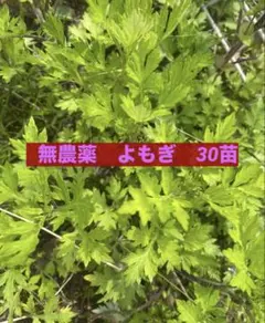 2026年最新】よもぎ苗の人気アイテム - メルカリ