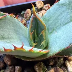 オテロイ実生　青葉 Yahoo!オークション - アガベ ヤフオク初出し オテロイ実生 青葉ロゼッ