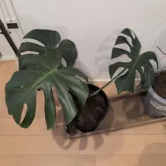 モンステラ デリシオーサ90cm幹上げ根上り モンステラ デリシオーサ90cm幹上げ根上り - メルカリ
