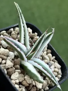 アガベまとめ売り 2025年最新】アガベまとめ売りの人気アイテム - メルカリ