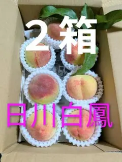 2박스 세트 히카와 하쿠호 초기 마쓰키 복숭아는 와카야마현에서 생산되기 시작했습니다.