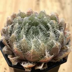 M様 リクエスト 2点 まとめ商品