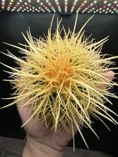 金鯱 キンシャチ 狂刺 セール品_4