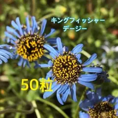 2026年最新】キングフィッシャーデージー 種の人気アイテム - メルカリ