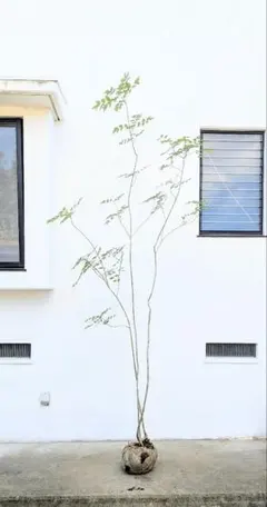 2025年最新】アオダモ 山採りの人気アイテム - メルカリ