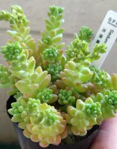 多肉植物 花団錦⑧ ◇カット苗◇ - メルカリ