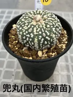 2025年最新】アストロフィツム 兜丸の人気アイテム - メルカリ