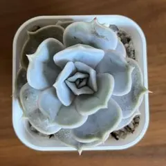 リラシナ エケベリア 多肉植物