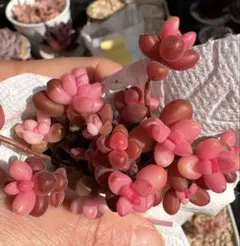 nooor様 リクエスト 2点 まとめ商品