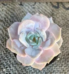 121.多肉植物　ソフトクリーム　クローン　セール価格のサムネイル