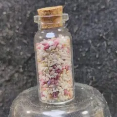 貝殻No782
