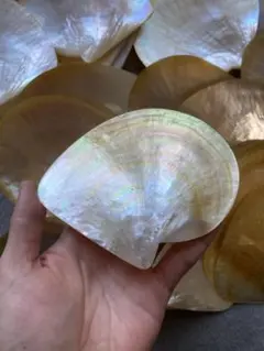 白蝶貝　磨き上げ済み　2枚セット