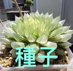 令和6年 ハオルチア オブツーサ錦混合交配 水晶LEDオブツーサ錦 種子 30粒