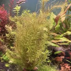 郵送 ○ホシクサ ケヤリソウ水中葉1本 水草 ADA 水槽 - メルカリ