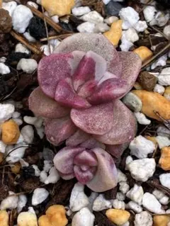 ラブリーローズ錦＊赤斑ｂ抜き苗