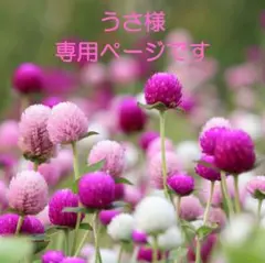 うさ様専用ページです