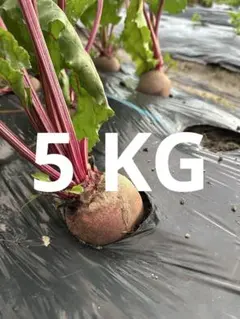 【農家直送】ビーツ 1kg｜Farm Fresh Beetrootsのサムネイル