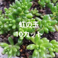 多肉植物 虹の玉 10カットのサムネイル