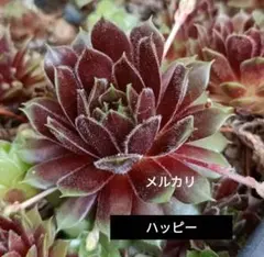 2026年最新】センペルヴィウムの人気アイテム - メルカリ