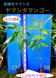 ヒデ②ナンドクマイマンゴー　耐寒性ヤマシタ台木 ②ナンドクマイマンゴー 耐寒性ヤマシタ台木 - メルカリ