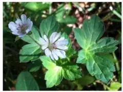 21日農園様 リクエスト 2点 まとめ商品