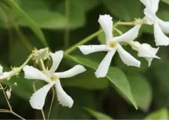 Sachiko K様 リクエスト 2点 まとめ商品