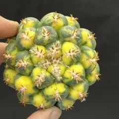 コリファンタ 棘無象牙丸 - メルカリ