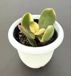 2025年最新】黄金花月の人気アイテム - メルカリ