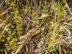 イリス様 リクエスト 3点 まとめ商品