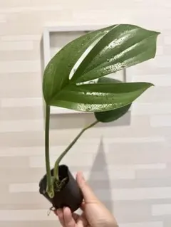 かずさんかずさん様 リクエスト 2点 まとめ商品