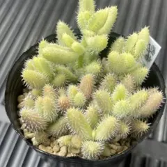 おはぎストア様 リクエスト 2点 まとめ商品